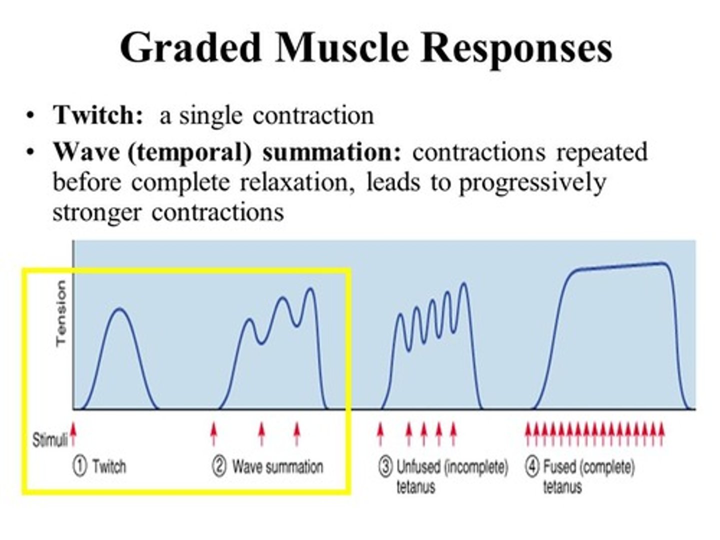 <p>graded means "varied" as in the muscle can produce different amounts of tension. Example: you will use less tension/ force to pick up your keys versus a large suitcase</p>