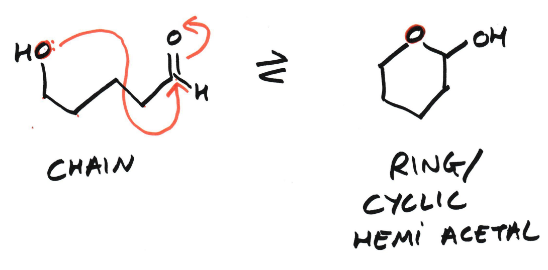 <p>It forms when an alcohol group within the same molecule reacts with its aldehyde group.</p><p>(A cyclic hemi ketal can form from the same molecule reacting with its ketone group)</p>