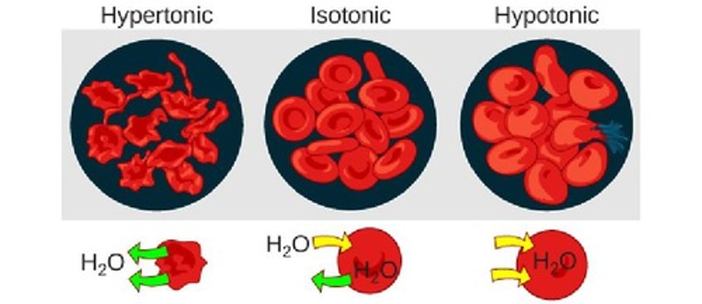 <p>The ability of a solution to influence the shape or “tone” of a cell.</p><p>Tonicity is also a measure of the concentration of non-penetrating solutes in the solution. When the solutes cannot move, water will move to achieve equilibrium.</p>
