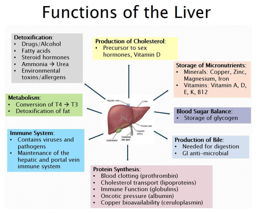 <ul><li><p><span>Food does not go through the liver</span></p></li><li><p><span>Can regenerate itself</span></p></li><li><p><span><u>Functions</u></span></p><ul><li><p><span>Manufactures bile</span></p><ul><li><p><span>Stored by the gallbladder</span></p></li><li><p><span>Is a detergent</span></p></li><li><p><span>Opens up a molecule → breaks down bonds that are in the way</span></p><ul><li><p><span>So that enzymes can reach/bind to the active site of the molecule</span></p></li></ul></li></ul></li><li><p><span>Protein synthesis</span></p></li><li><p><span>Immune system</span></p></li><li><p><span>Metabolism</span></p></li><li><p><span>Detoxification of chemicals and bacteria</span></p></li><li><p><span>Production of cholesterol</span></p></li><li><p><span>Storage of micronutrients</span></p></li><li><p><span>Blood sugar balance</span></p></li><li><p><span>Produces blood proteins</span></p></li><li><p><span>Filters blood&nbsp;</span></p></li></ul></li></ul><p></p>