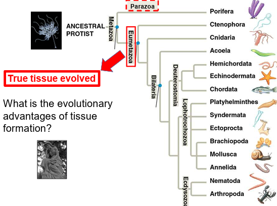 <p>Tissues allow <strong>specialization of cells</strong> to perform <strong>specific functions</strong>, increasing complexity.</p>