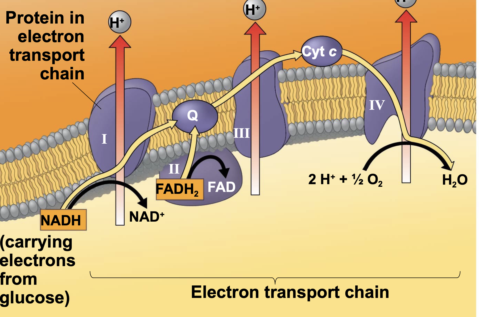 .Electrons (and the energy they carry) are transferred from NADH and FADH2 to the electron transport chain \n .The electron transport chain is made of proteins in the inner membrane (cristae) of the mitochondrion \n .This chain of proteins transfers electrons from one protein to the next. As the electrons are transferred, they provide energy to some of the proteins to perform active transport of H+ ions across the inner mitochondrial membrane. \n .The electron transport chain is thus powered by NADH and FADH2 and creates a concentration gradient of H+.