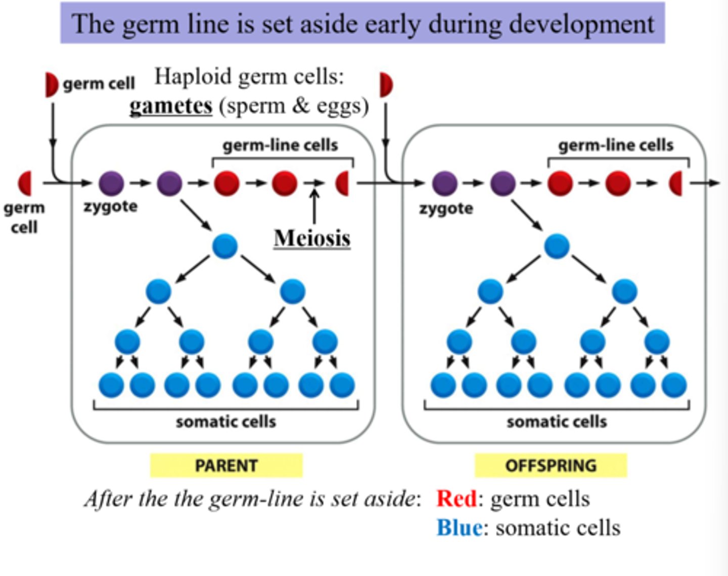 <p>will not affect the individual, but may be passed to the next generation and may result in an heritable trait.</p>