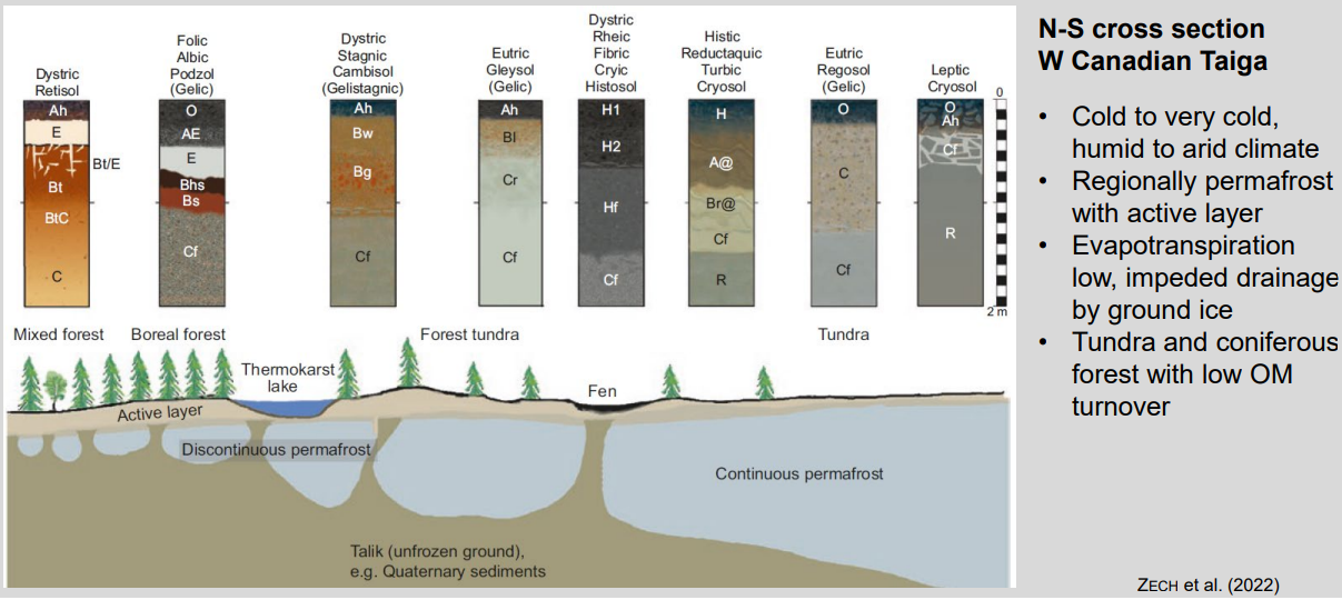 <ul><li><p><strong>Climate:</strong> cold → very cold; moisture often high, ET very low</p></li><li><p><strong>Permafrost:</strong> absent → discontinuous → continuous (controls everything)</p></li><li><p><strong>Hydrology:</strong> impeded drainage, waterlogging above frozen ground</p></li><li><p><strong>Processes:</strong> podzolization → gleying → cryoturbation / peat accumulation</p></li><li><p><strong>Soils:</strong> forest Podzols &amp; Gleys → Histosols → Cryosols</p></li><li><p><strong>OM:</strong> strong accumulation, very slow decomposition</p></li></ul><p><strong>Core idea:</strong> permafrost + cold climate dominate soil development along the catena.</p>
