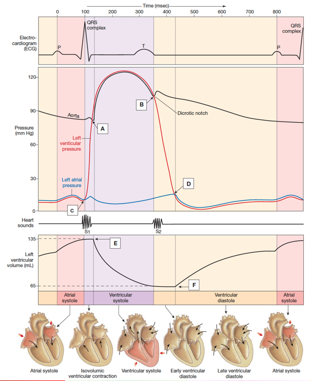 <ul><li><p>electrophysiological events</p></li><li><p>pressure events</p></li><li><p>clinical findings</p></li><li><p>LV pressure events</p></li><li><p>mechanical events and blood flow</p></li></ul><p></p>