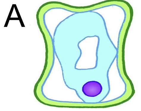 <p><span style="font-family: __bwModellica_c589ae, __bwModellica_Fallback_c589ae">put into salt concentrated solution → </span>cell A has undergone plasmolysis <span style="font-family: __bwModellica_c589ae, __bwModellica_Fallback_c589ae">→  lots of water has diffused out of the cell by osmosis → from high to low water potential outside the cell</span></p>