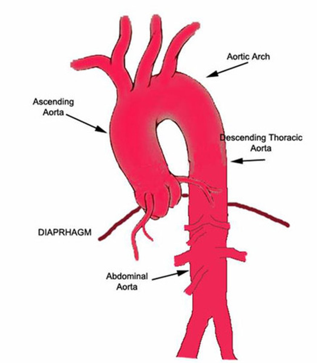 <p>...branches of abdominal aorta</p>