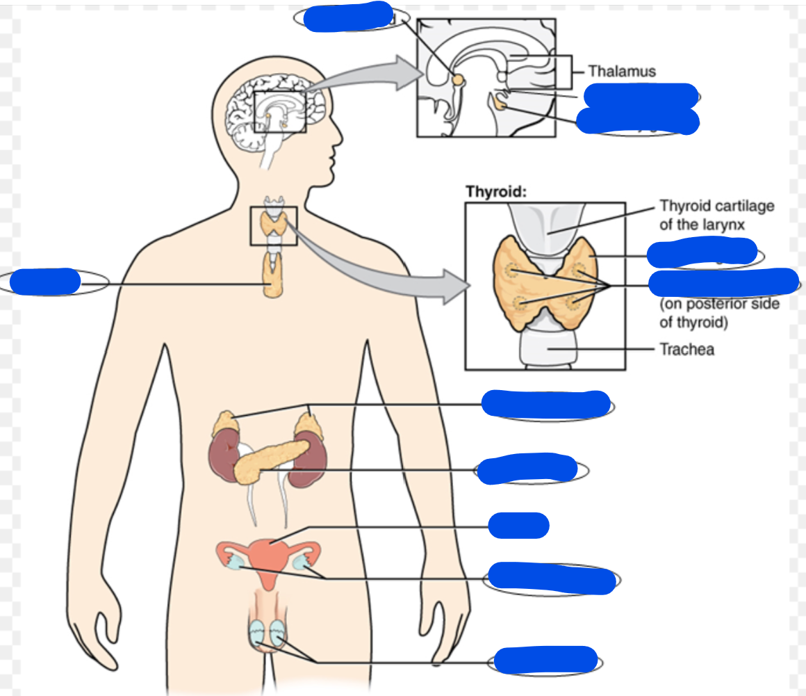 <p>endocrine system define</p><ul><li><p>Fill in the picture</p></li></ul><p></p>