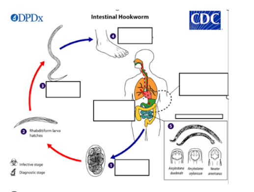 <p><span style="line-height: 1.5;"><span>Where do adult hookworms reside in the human body?</span></span><span><span>*</span></span></p>