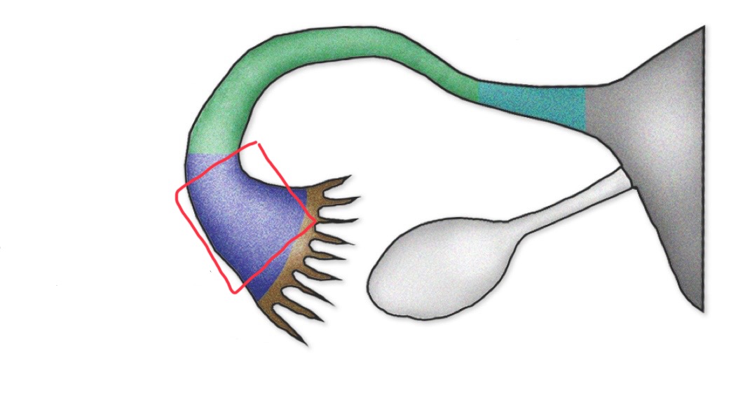 <p>What is this section of the uterine tubes called?</p>