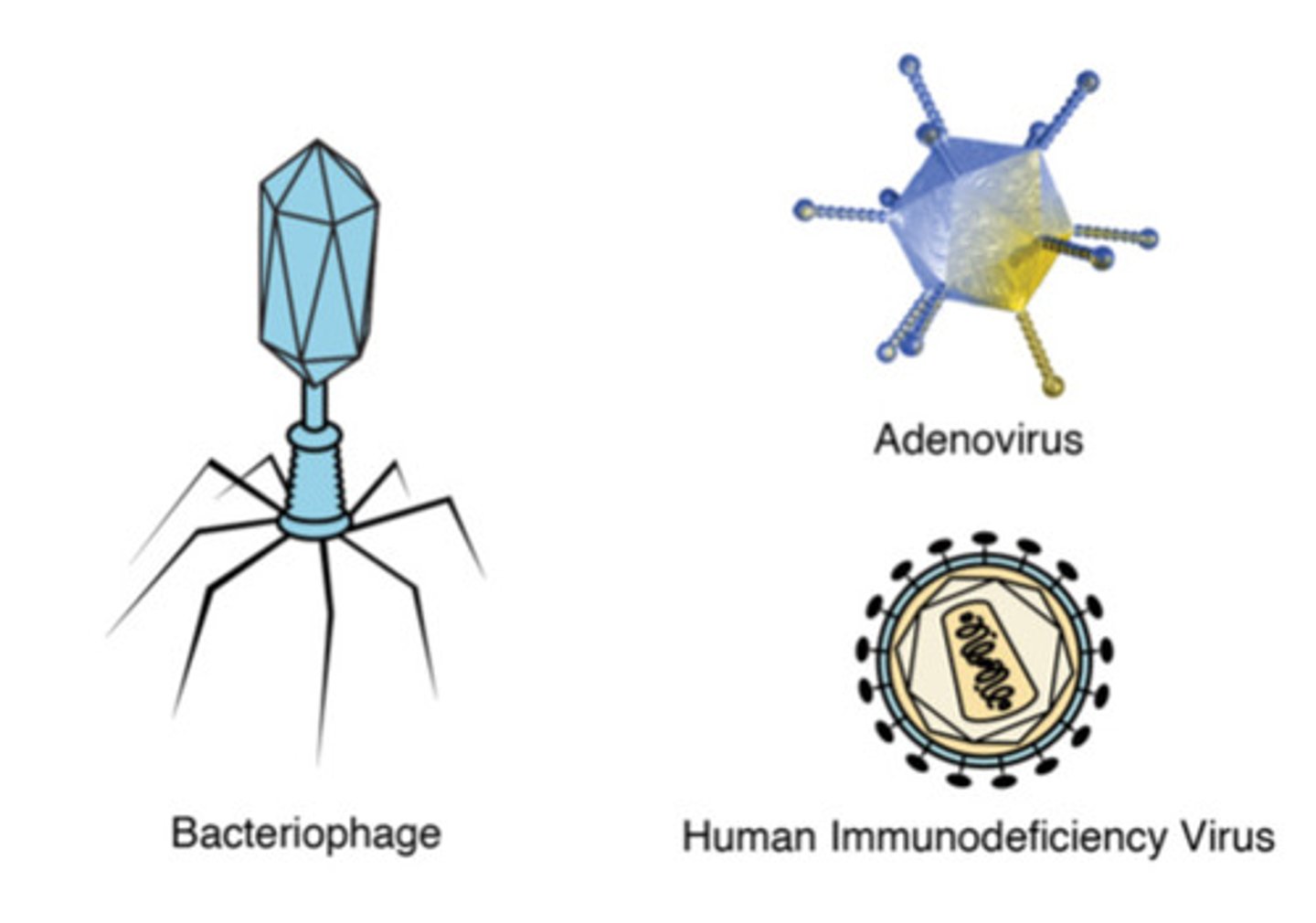 <p>tiny particles, smaller than bacteria and other pathogens, which must invade living cells in order to reproduce; when they invade, the cells are damaged or destroyed in the process releasing new particles to infect other cells</p>