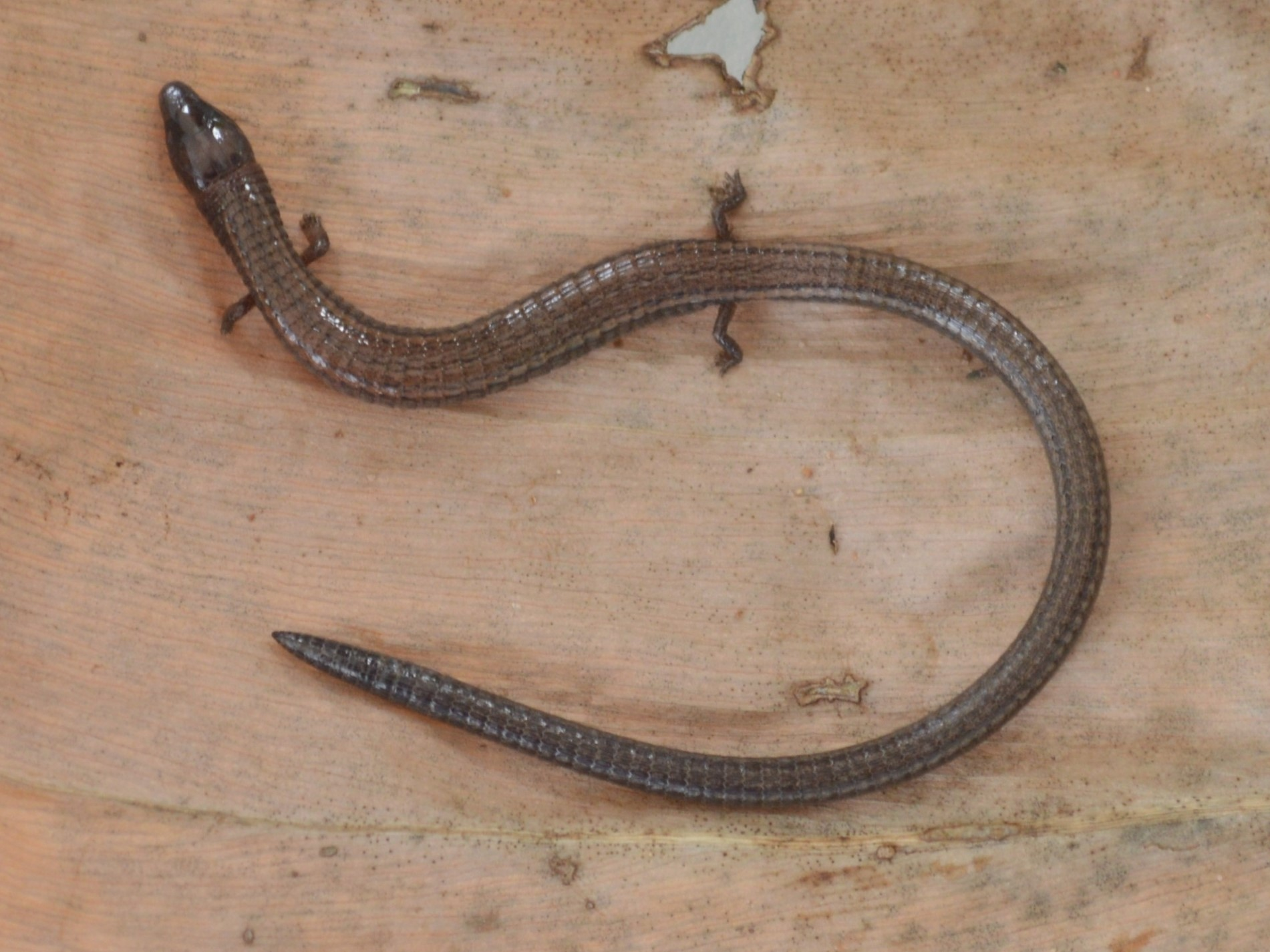 knowt flashcard image