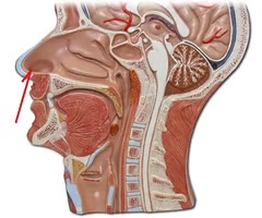 <p>the two external openings of the nasal cavity</p>