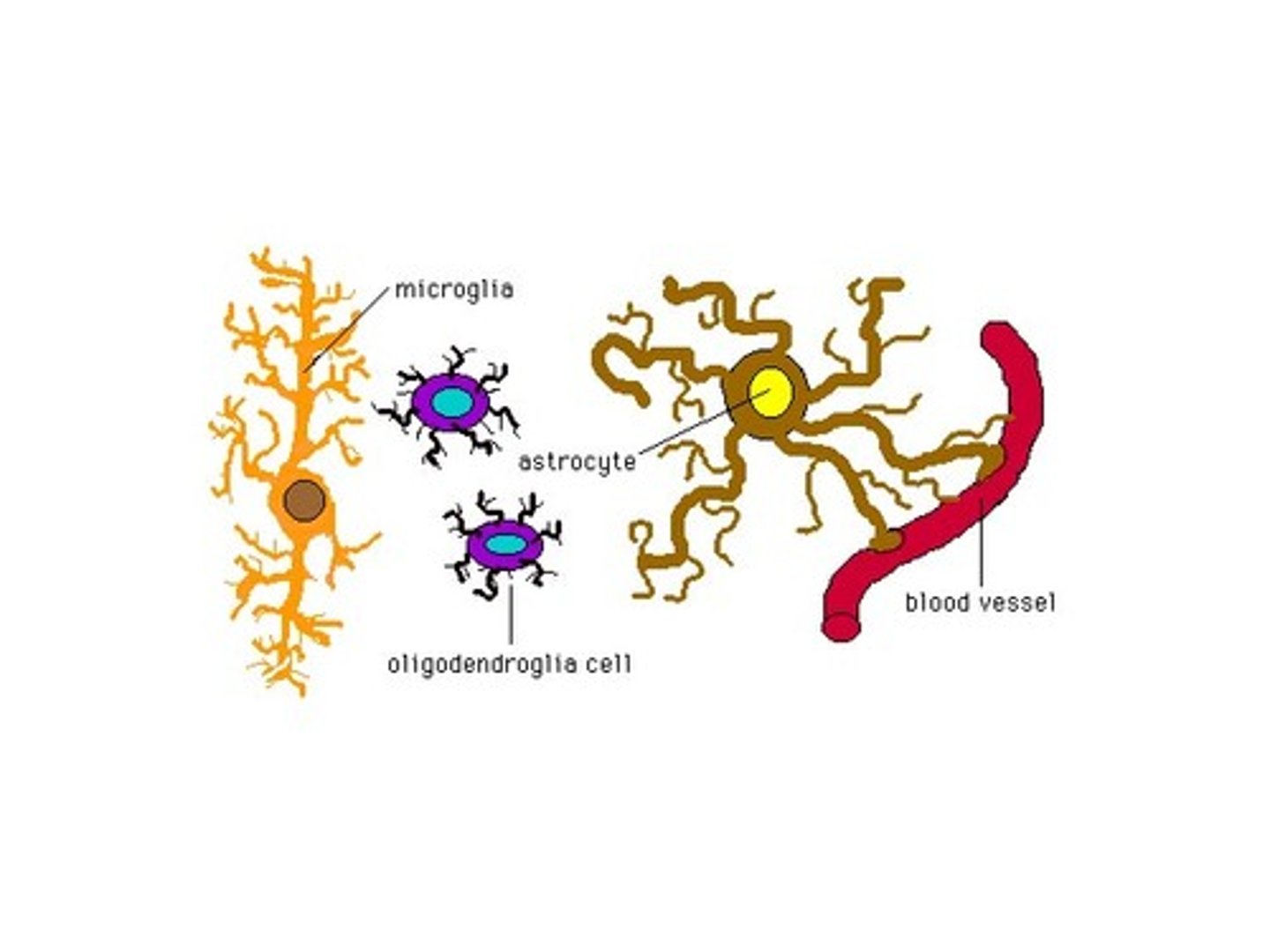 <p>astrocytes, oligodendrocytes, microglia, ependyma</p>