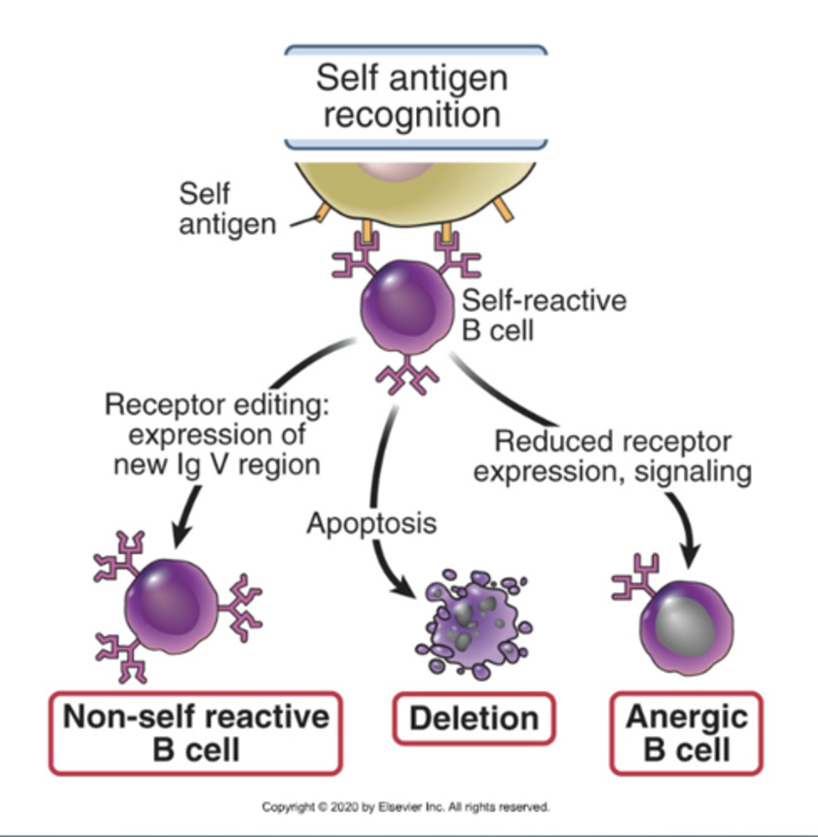 <p>1. Non-self reactive B cell</p><p>2. Deletion (apoptosis)</p><p>3. Anergic B cell (reduced expression)</p>