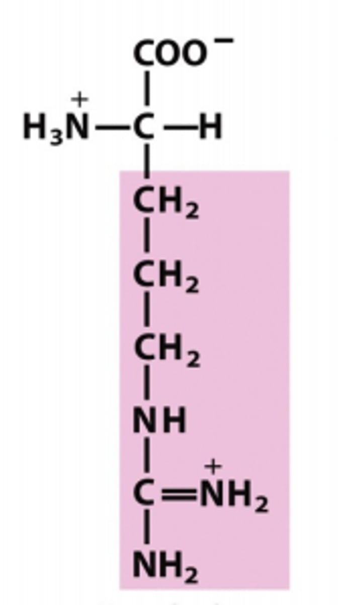 <p>Which amino acid is this?</p>