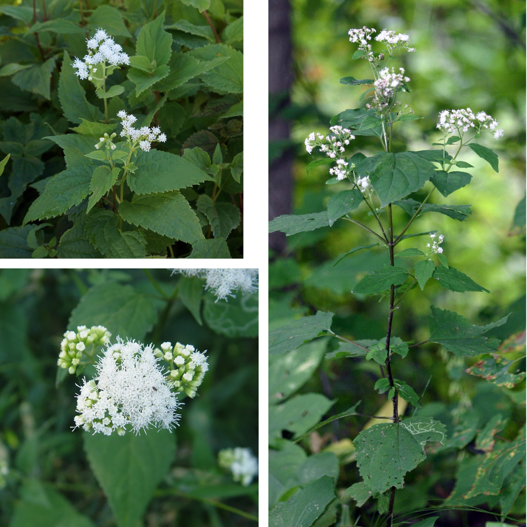 <p>White Snakeroot</p><p>Heart toothed margin leaves, tall, reduced white flowers</p>