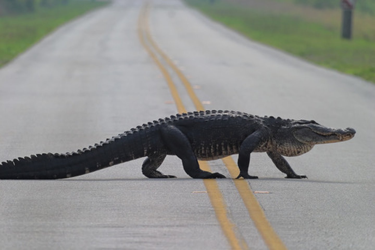 <p>Alligator mississippiensis</p>