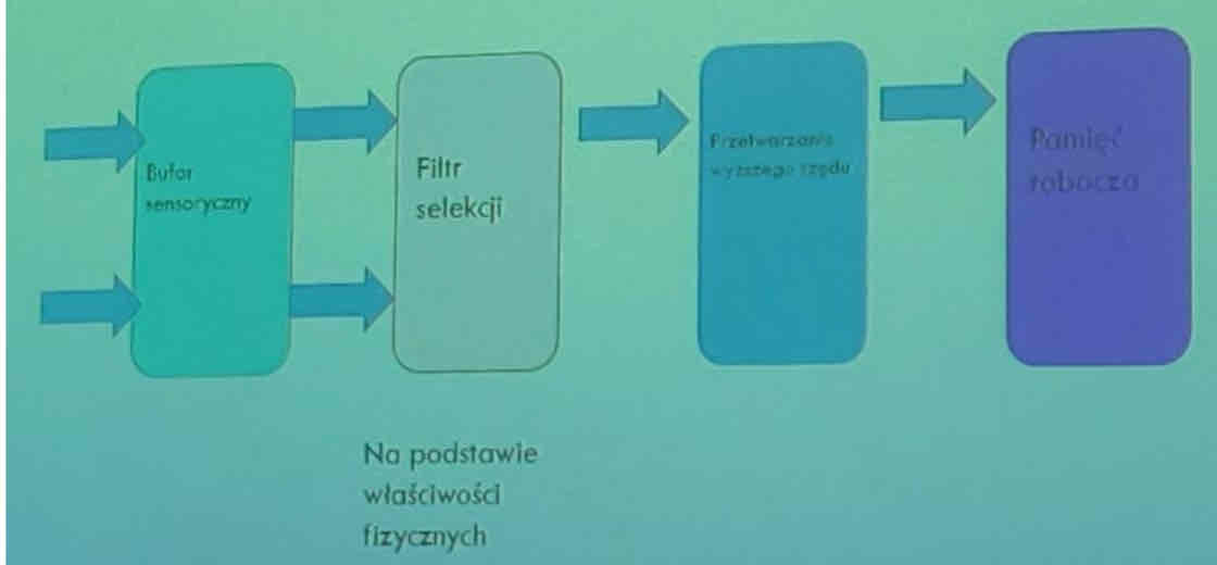 <p>Wczesna selekcja: wybór bodźca przed przetworzeniem cech</p><p>Założenia:</p><ul><li><p>Ograniczony zakres przetwarzania informacji zmysłowych</p></li><li><p>Konieczna jest selekcja informacji na wejściu</p></li></ul><p>Wczesna selekcja:</p><ul><li><p>Filtr uwagi działa po analizie sensorycznej ale przed nadaniem znaczenia - przetwarzaniem semantycznym</p></li><li><p>Wyjaśnia dlaczego ignorowane informacje w zadaniach z zastosowaniem maskowania (shadowing) nie są pamiętane - nie zostały przetworzone semantycznie</p></li><li><p>Wyjaśnia dlaczego cechy fizyczne ignorowanego kanału są przetwarzane i pamiętane</p></li></ul><p>Cherry (1953) - badania z wykorzystaniem techniki cienia (shadowing task) w odmianie z wykorzystaniem słuchania dwusetnego</p><p>Badanie Broadbenta - skanowanie</p><ul><li><p>Jednoczesna prezentacja liter do każdego ucha</p></li><li><p>Dwa warunki:</p><ol><li><p>Powtórz wszystkie litery w dowolnej kolejności</p></li><li><p>Powtórz wszystkie litery w odpowiedniej kolejności</p></li></ol></li><li><p>Wyniki:</p><ul><li><p>Warunek 1 (dowolna kolejność)</p><ul><li><p>65% poprawnych odtworzeń</p></li><li><p>Powtarzanie najpierw wszystkich liter prezentowanych do 1 ucha</p></li></ul></li><li><p>Warunek 2 (w kolejności</p><ul><li><p>20% poprawnych odtworzeń</p></li><li><p>Trudniej jest przełączyć kanał uwagowy, aby odtworzyć wszystkie litery</p></li></ul></li></ul></li></ul>