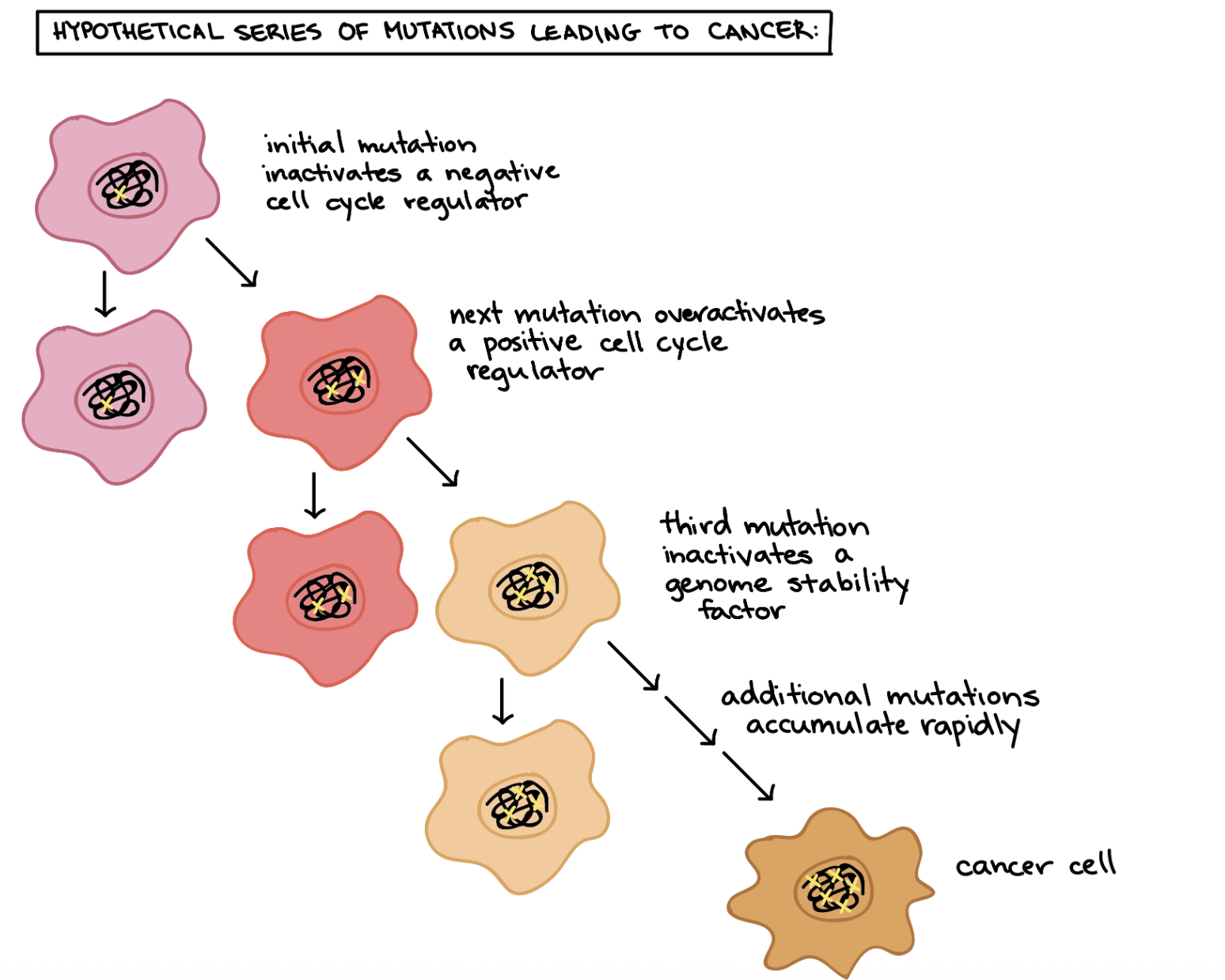 <p>Malignant tumor</p>