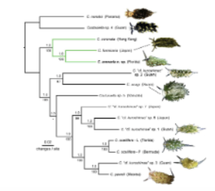 <p>Branch lengths proportional to amount of character change</p>