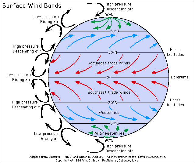 <p>Warm air rises at the equator and moves toward the poles, while cooler air from the poles moves toward the equator, creating global wind patterns.</p>