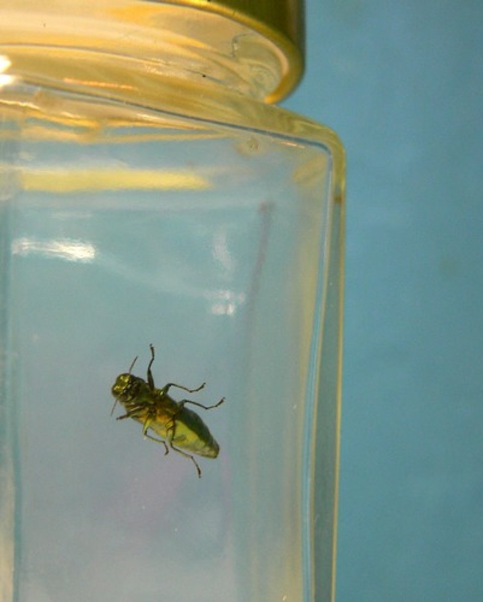 <p>Local governments tried to quarantine (isolate) infected houses. It didn't work because they couldn't enforce it and the Church insisted that people still attended Church.</p>