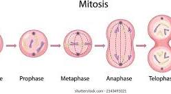 <p>Mitosis Stage 3 - Metaphase</p>