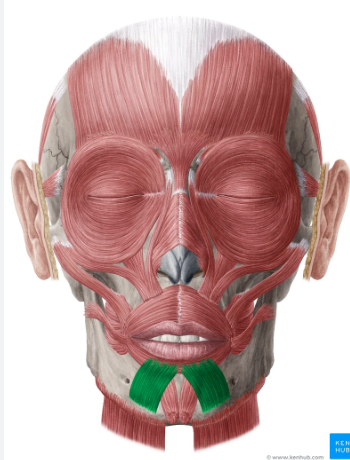 <p>Origin: Lower border of the mandible</p><p>Insertion: Skin of the lower lip and orbicularis oris</p><p>Action: Depresses the lower lip</p>