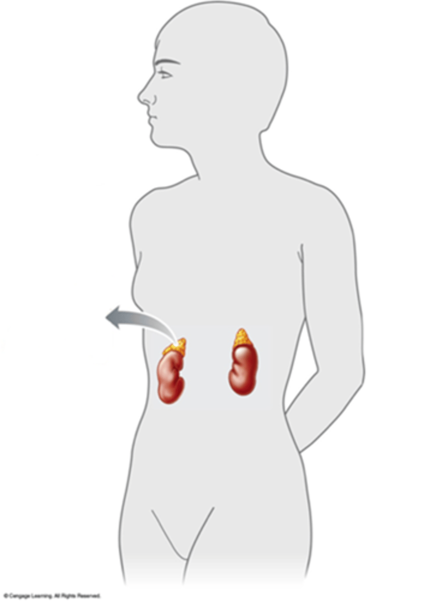 <p>c.</p><p>adrenal</p>