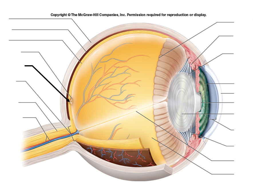 <ul><li><p>Pit in center of macula</p></li><li><p>Highest concentration of cones, no rods</p></li><li><p>Spot of sharpest visual acuity</p></li></ul><p></p>