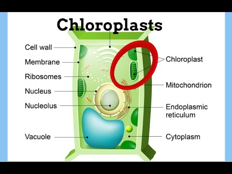 <p>Converts sunlight energy into chemical energy through photosynthesis. </p>