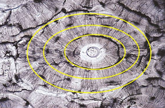 <p>bone tissue is deposited into concentric layers surrounding the central canal</p>