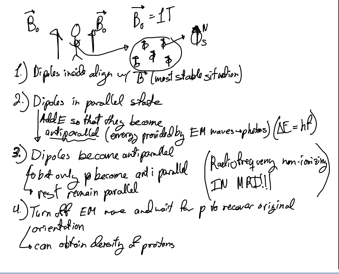 <p>How does an MRI work?</p>