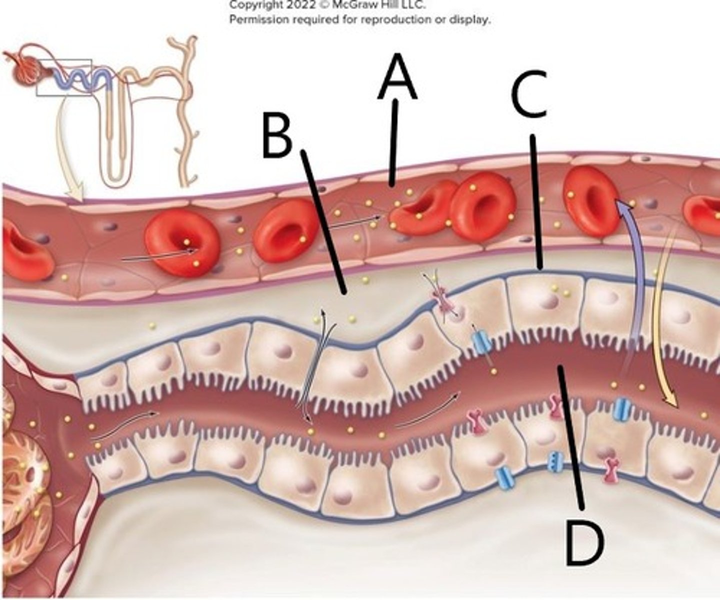 <p>A: peritubular capillary</p><p>B: interstitial fluid</p><p>C: basement membrane</p><p>D: lumen</p>