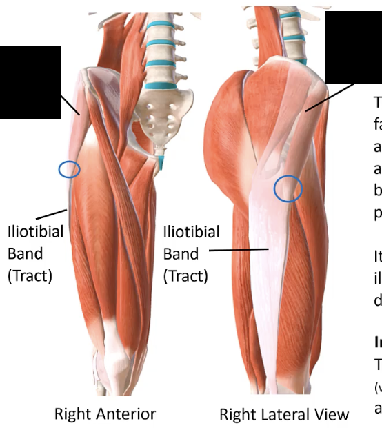 <p>Muscle from anterolateral region of iliac crest and anterior superior iliac spine. Between gluteus medius (P) and sartorious (A). Attaches to and continuous with iliotibial tract.</p>