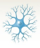 <p>a type of neuron that lacks an axon, and can therefore only receive signals, and cannot send signals, and instead communicate through their dendrites. they are found in the retina and the brain</p>