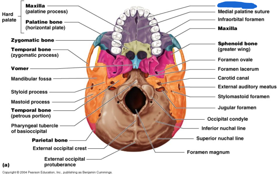 <p>incisive fossa (inferior view)</p>