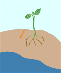 <p>When a plant grows toward water</p>
