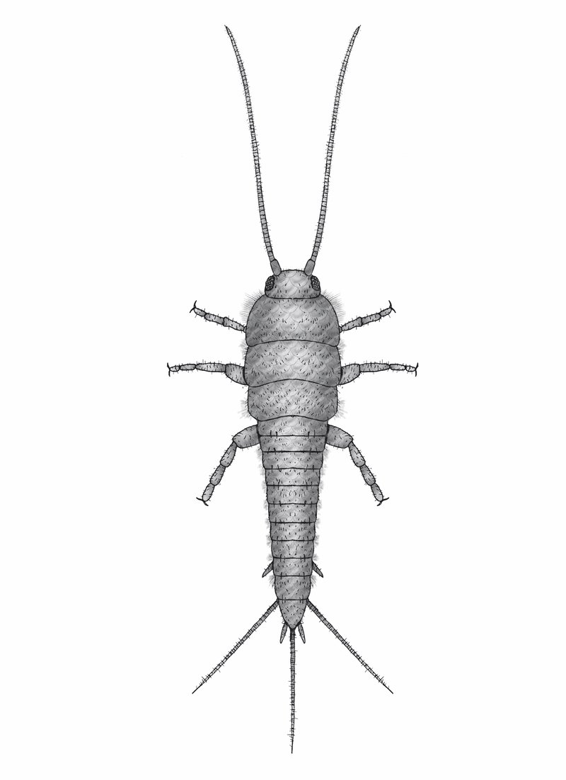 <p>Two long antennae, two small antennae, six legs, three-pronged tail, sometimes two smaller tail things, Class Insecta, silverfish</p>