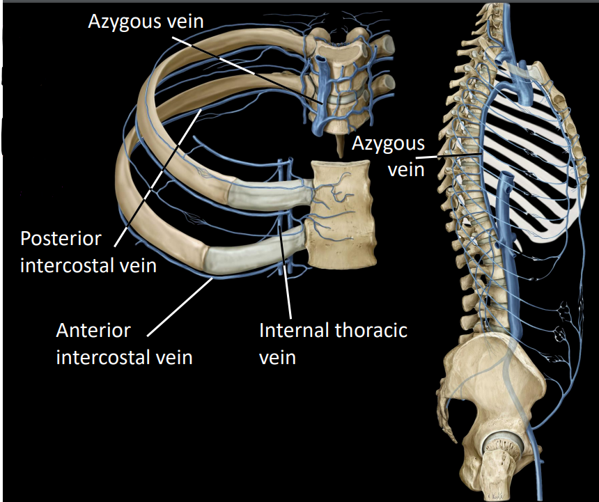 <p><strong><u>2 sets of intercostal veins:</u></strong></p><ul><li><p>anterior intercostal veins - drains to internal thoracic veins (2)</p></li><li><p>posterior intercostal veins - drains to azygous &amp; hemiazygous veins</p></li></ul><p></p>