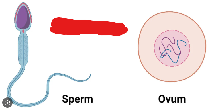 <p>Sex cells. In humans, includes ovum and sperm, and have 23 chromosomes. The 23rd one is your sex chromosome.</p>