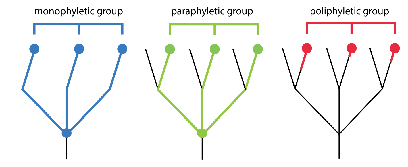 <p>contains the group’s most common ancestor but not all the descendants</p>