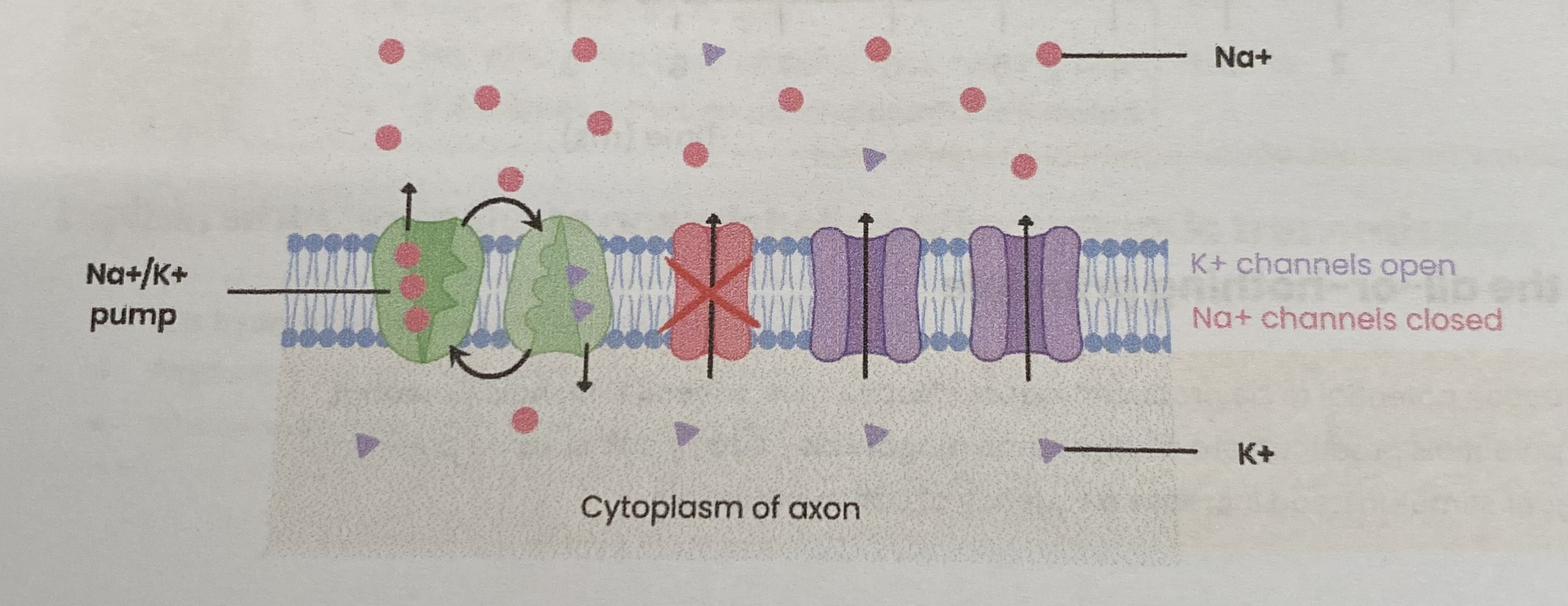 <ul><li><p>Na+/ K+ pump <strong>actively transports</strong>:</p><ul><li><p>(3) <strong>Na+ out</strong> of axon AND (2) <strong>K+ into</strong> axon </p></li></ul></li><li><p>Creating an <strong>electrochemical gradient</strong>:</p><ul><li><p>higher K+ conc inside AND higher Na+ conc outside </p></li></ul></li><li><p>Differential <strong>membrane permeability</strong>:</p><ul><li><p><strong>more</strong> permeable to K+= move out by facilitated diffusion </p></li><li><p><strong>less</strong> permeable to Na+ (closed channels)</p></li></ul></li></ul><p></p>