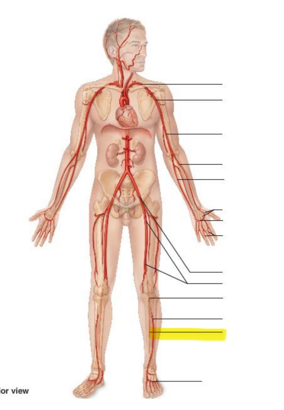 term image