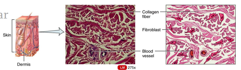 <ul><li><p>Dense Connective Tissues</p></li><li><p>consists predominantly of fibroblasts and collagen fibers randomly arranged.</p></li><li><p>It provides strength when forces are pulling from many different directions.</p></li></ul><p></p>