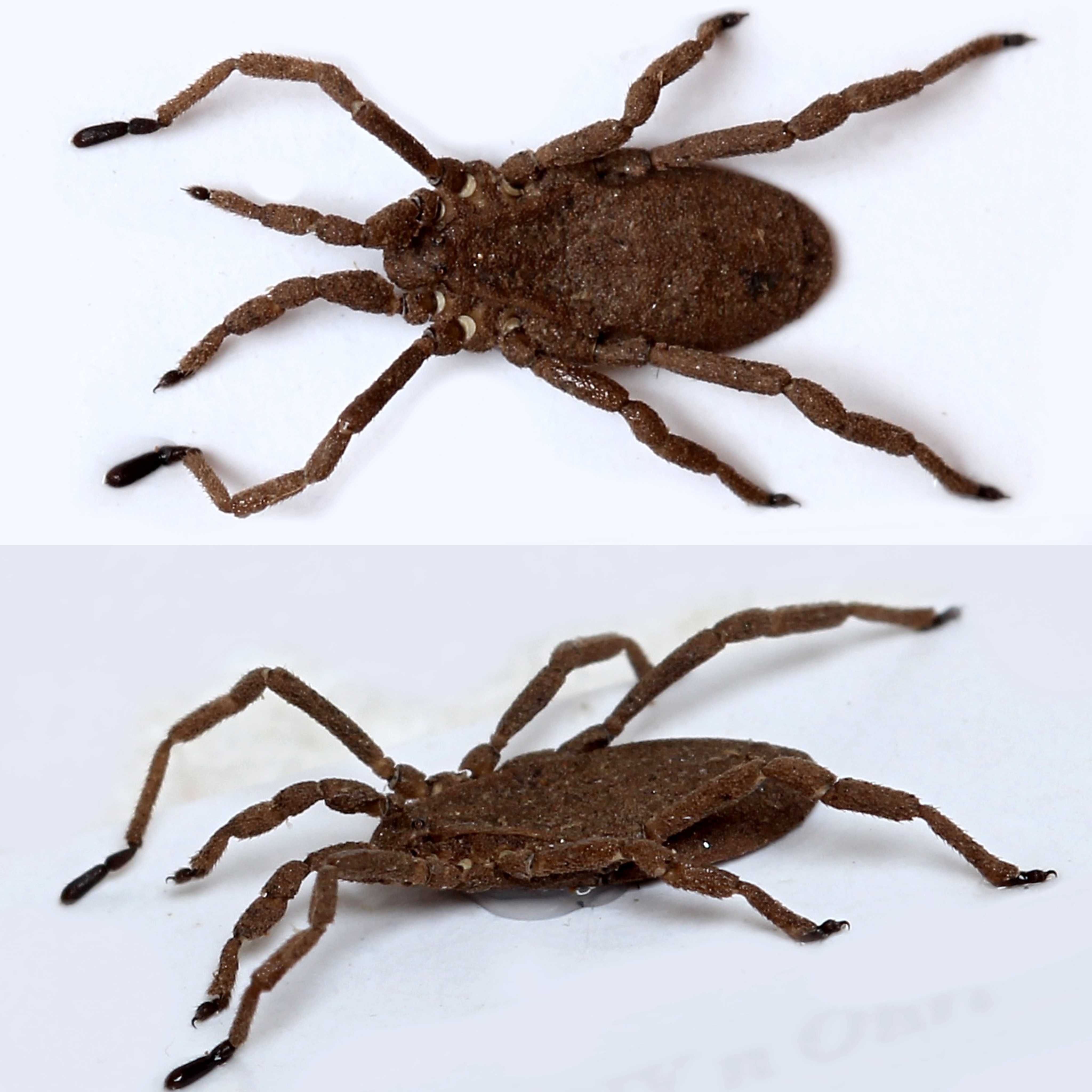 <p>Kmeň: Arthropoda</p><p>Amandibulata</p><p>Podkmeň: Chelicerata</p><p>Trieda: Arachnida</p><p>Rad: Opiliones</p>