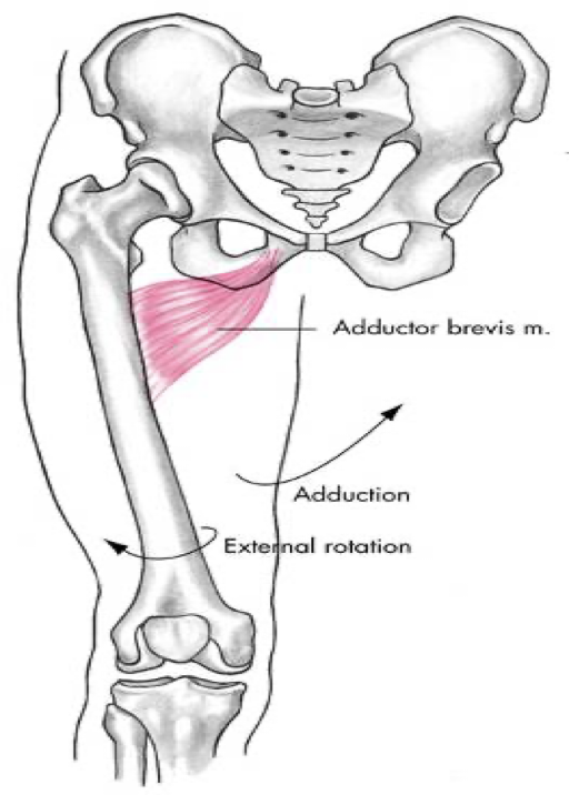 <p>medial compartment</p>