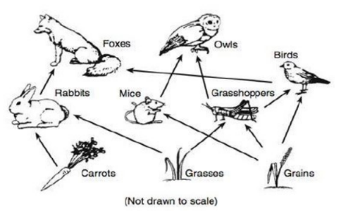 <p>food chains that are linked to one another and consists of all food chains in ecosystem</p>
