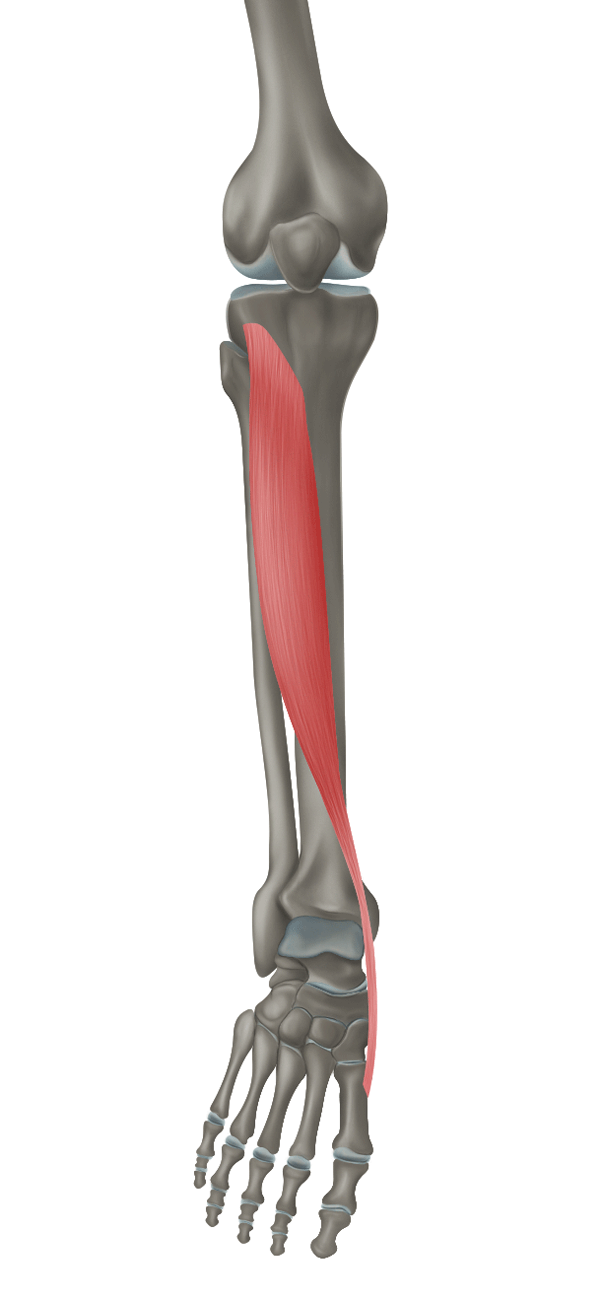 <p>m. tibialis anterior - FUNKCE</p>